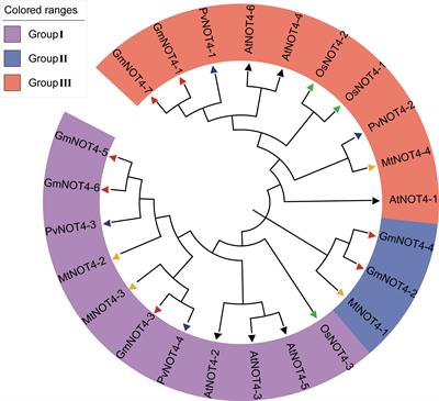 Roles of a CCR4–NOT complex component GmNOT4-1 in regulating soybean nodulation